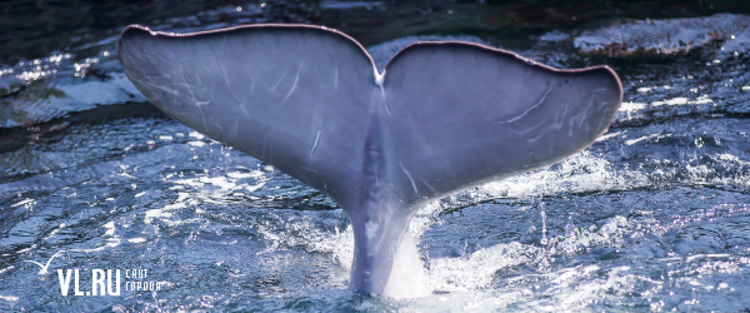 Уголовное дело по факту незаконной добычи косаток и белух