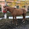 Житель Приморья украл лошадь за 250 000 рублей, чтобы доехать до Уссурийска (ФОТО)