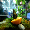 Экспозиция от "Дома бабочек" - живые насекомые под стеклом — newsvl.ru