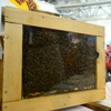 Бортники привезли на выставку живых пчел, чтобы показать, что их мед - самый вкусный и натуральный — newsvl.ru