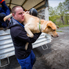Самая распространенная порода среди собак-спасателей - лабрадор — newsvl.ru