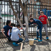 Школьники побелили деревья, чтобы защитить их от вредителей — newsvl.ru