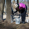 Побелка деревьев — newsvl.ru