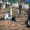 Горожане сгребали в кучу прошлогоднюю листву, убирали мусор — newsvl.ru