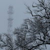 Снег облепил ветви деревьев — newsvl.ru