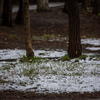 Местами из-под снега уже пробивается зеленая трава — newsvl.ru