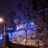 Мокрый снег облепил ветви деревьев — newsvl.ru