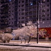 Мокрый снег облепил ветви деревьев — newsvl.ru