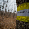 На деревьях - номера участков, пока это единственное, что помогает определить их местоположение — newsvl.ru