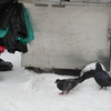 Летом к голубям присоединятся чайки — newsvl.ru