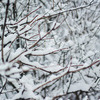 Мокрый снег моментально облепил ветви деревьев — newsvl.ru