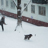 Хозяевам приходится выгуливать своих собак по глубокому снегу — newsvl.ru