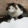 Котикам не нравится такая погожа — newsvl.ru
