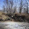 Деревья повалены при отсыпке грунта — newsvl.ru