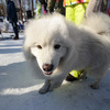 Собака породы самоед — newsvl.ru
