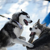 Собаки играли друг с другом — newsvl.ru