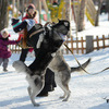 Собаки играли друг с другом — newsvl.ru