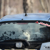 Собаки приехали на машинах — newsvl.ru