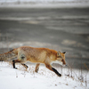 Немного погодя лис убежал глубоко в лес — newsvl.ru