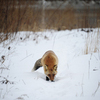 Отойдя на безопасное расстояние, лис начал лизать снег, чтобы утолить жажду после сильного стресса — newsvl.ru