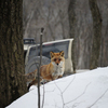  Как рассказал директор зоопарка "Садгород" Сергей Асновин, лисиц им привозят не так часто, примерно один или два раза в год — newsvl.ru