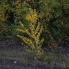 В Приморье деревья обычно меняют окрас осенью, когда становится сухо и понижается температура — newsvl.ru