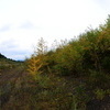 Аномальное явление можно наблюдать на юге Приморского края — деревья стали желтеть и сбрасывать листву раньше, чем обычно — newsvl.ru