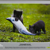 На выставке представлены уникальные кадры представителей животного мира — newsvl.ru