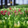 После 8 марта в этих теплицах будут выращивать другие цветы — newsvl.ru
