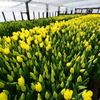 Наибольшей популярностью пользуюся жёлтые тюльпаны сорта Стронг — newsvl.ru