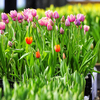 В этом году к празднику в теплицах вырастили около 20 сортов тюльпанов — newsvl.ru