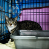 В вольерах находятся кошки, которые только начали получать лечение и находятся на карантине — newsvl.ru