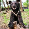 Медвежата – игривые и шаловливые малыши, за которыми нужен глаз да глаз – и не только смотрителей парка, но и ветеринаров — newsvl.ru