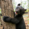 Четверо гималайских медвежат появились в сафари-парке этой весной — newsvl.ru