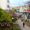 Пышные соцветия сирени «проступили» на фоне зеленой листвы — newsvl.ru