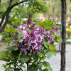 Городские скверы украсили нежные сиреневые цветы — newsvl.ru