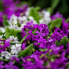 Первые весенние цветы радуют глаз, несмотря на дождь — newsvl.ru