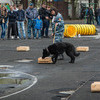 "Собачее обоняние пока не способна заменить даже самая современная техника", - утверждают кинологи — newsvl.ru