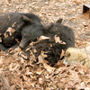 Животные вместе спят и играют, однако такая межвидовая дружба возможна только в неволе — newsvl.ru