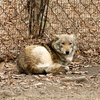 Этого серого волка привезли в парк из Тернейского района — newsvl.ru