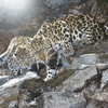 Национальный парк «Земля леопарда» набирает волонтеров во Владивостоке — newsvl.ru