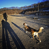 Сторожевая собака Дора сопровождает гостей на территории — newsvl.ru