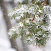 Несмотря на все неудобства для горожан, снег - это, прежде всего, красиво — newsvl.ru