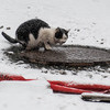 Городские бездомные коты явно не рады осадкам — newsvl.ru