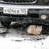Животные пытаются укрыться от непогоды — newsvl.ru