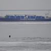 Колонию пятнистых тюленей заметили неподалеку от мыса Токаревского — newsvl.ru