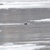 После небольшого заплыва животные снова отправляются на лед — newsvl.ru