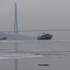 Ледовые "привалы" как сегодняшний для пятнистых тюленей — обычное явление — newsvl.ru