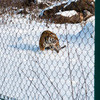Контакты тигров с людьми здесь минимизированы — newsvl.ru