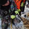 Специалисты измеряют длину лапы животного — newsvl.ru